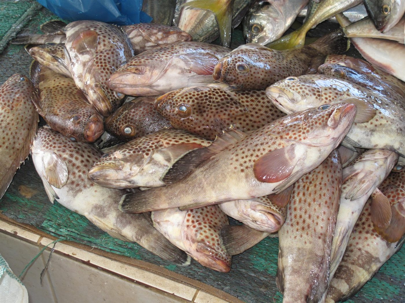 Carpe trophée et avis de valeur FishValue Expert