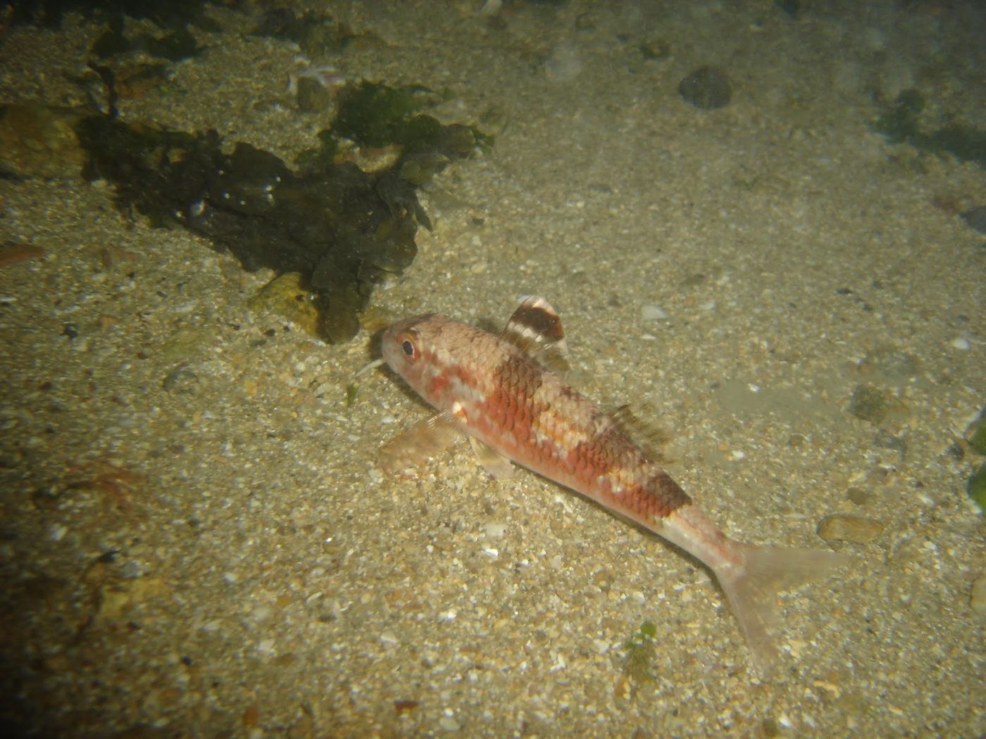 FishValue