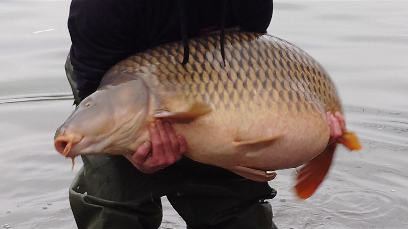 Carpe trophée évaluée dans le cadre d’un avis de valeur piscicole FishValue Expert