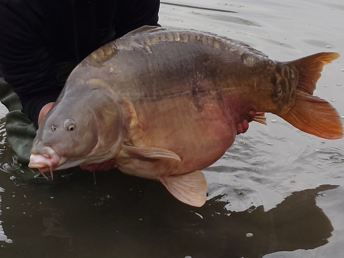 Expertise piscicole et valeur de poisson trophée