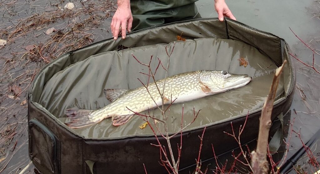 Brochet sur un tapis de réception au bord de l’eau