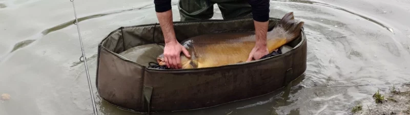 Carpe dans un dispositif de maintien en eau